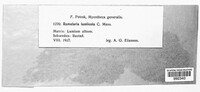 Ramularia lamiicola image